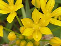 Ail dore, Allium moly (fam Liliacees) (Europe meridionale) (3) (Photo F. Mrugala)